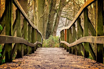 bridge, path, park, wooden bridge, trail, pedestrian bridge, railing, wood, trees, forest, nature, bridge, bridge, bridge, bridge, bridge, path, park, park, wood, forest, forest, forest, nature